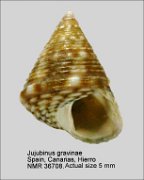 Jujubinus gravinae (2)